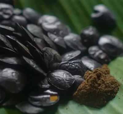 Yopo - Snuff sacré pour l'alignement chamanique ancestral